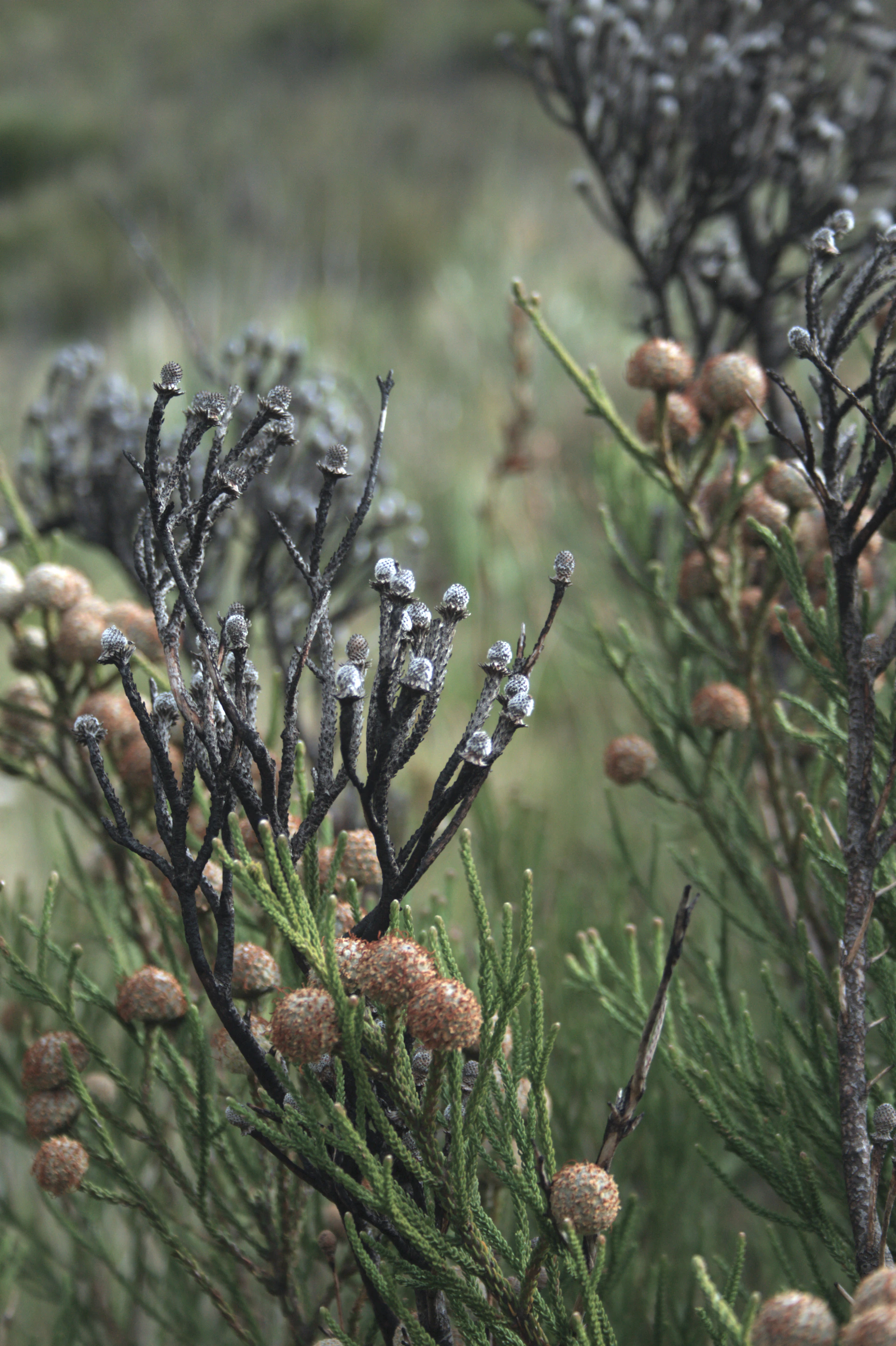 a close up of a plant with small flowers