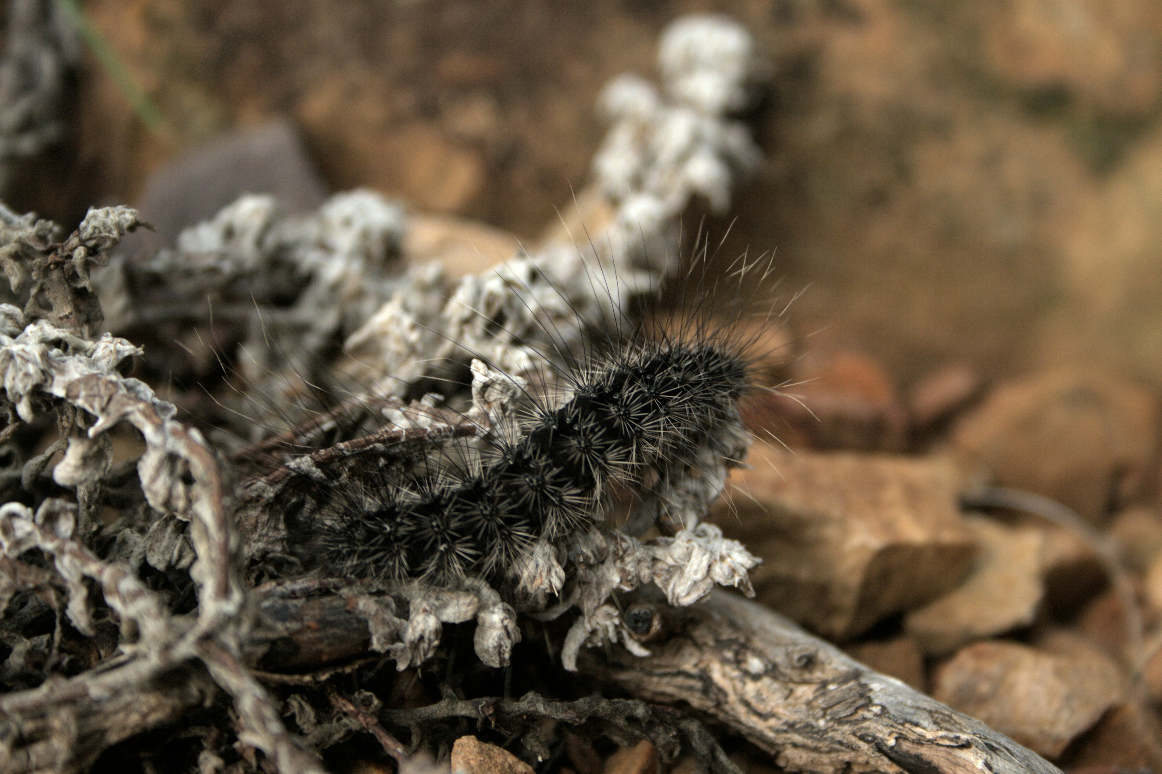 Stellenbosch – Final Summary