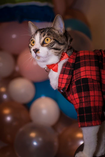 Gato usando camisa a cuadros