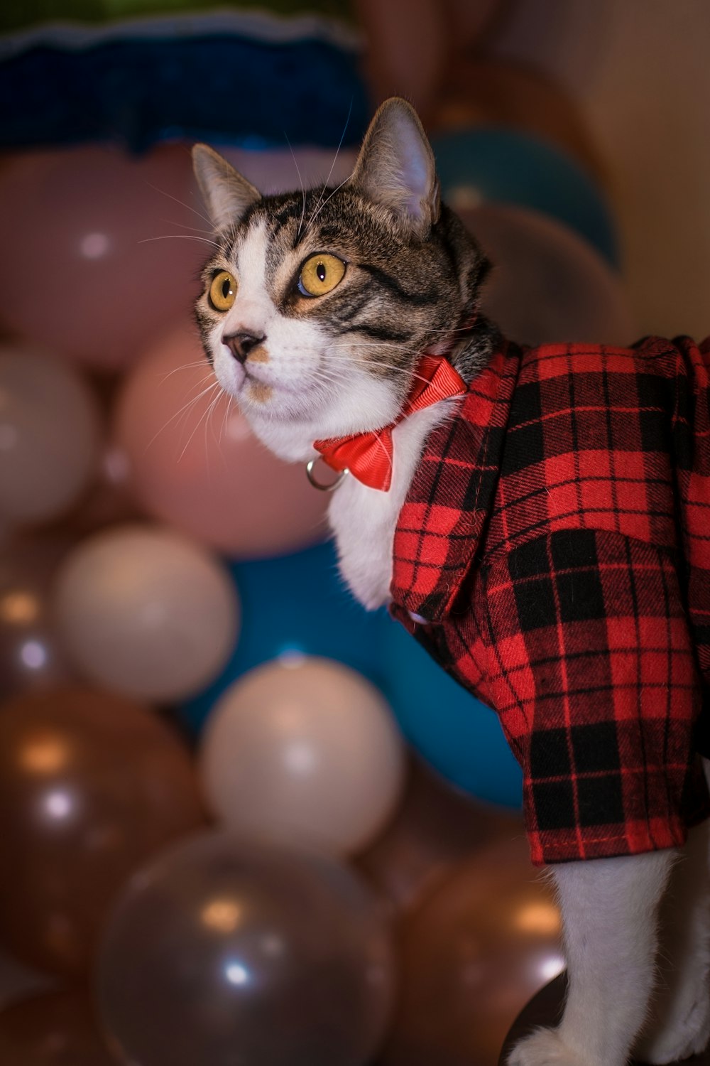 a cat wearing a red and black plaid shirt