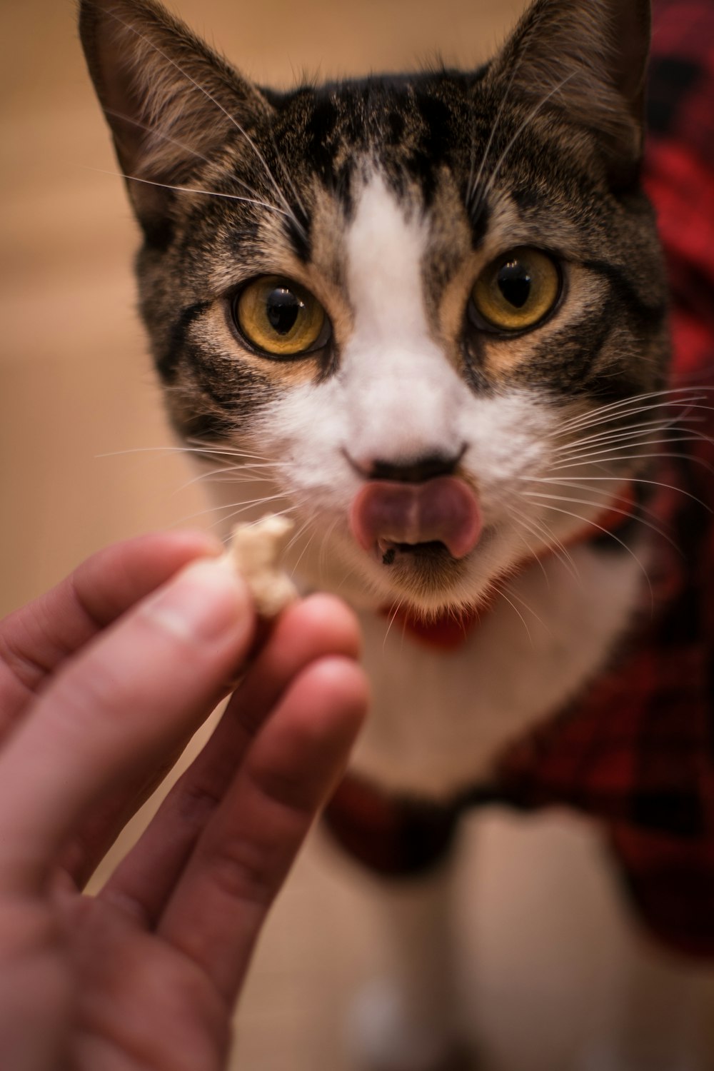 a person feeding a cat a piece of food