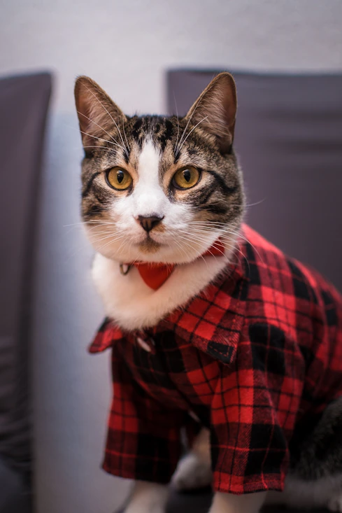 Gato gris con chamarra roja a cuadros