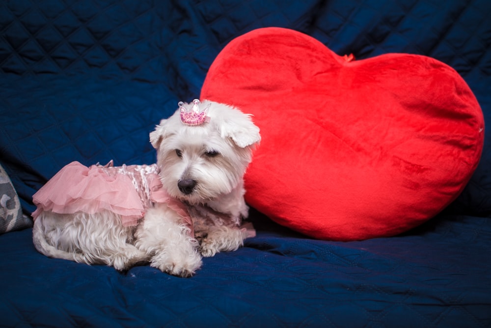 a small white dog wearing a pink dress next to a heart shaped pillow