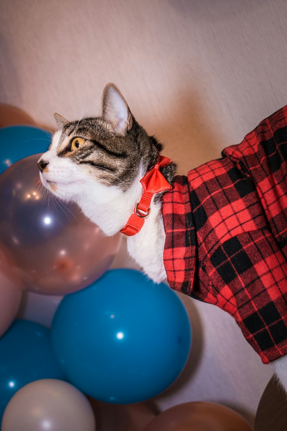 a cat wearing a red and black checkered shirt