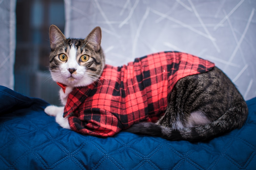 a cat wearing a red and black plaid shirt