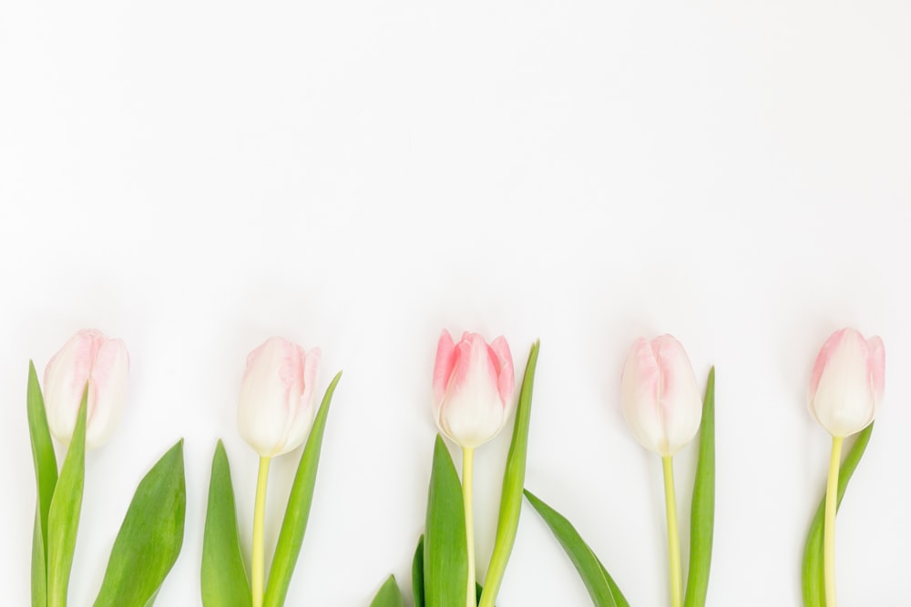 a row of pink and white tulips on a white background