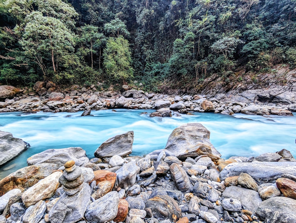 a river running through a lush green forest