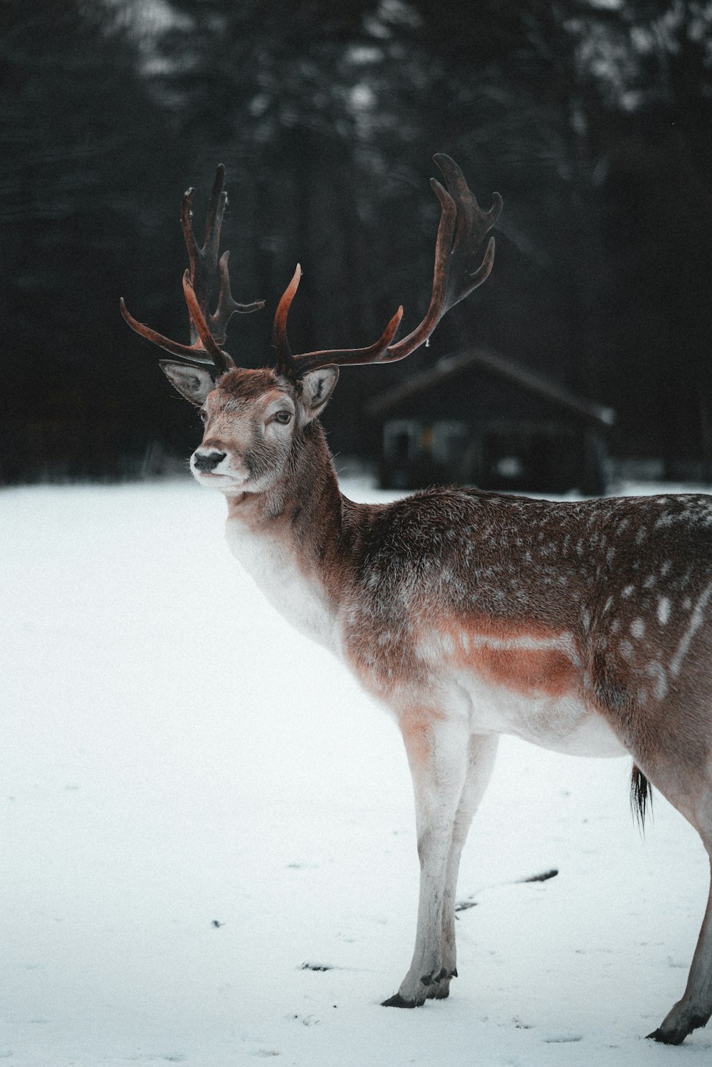 a deer with antlers standing in the snow