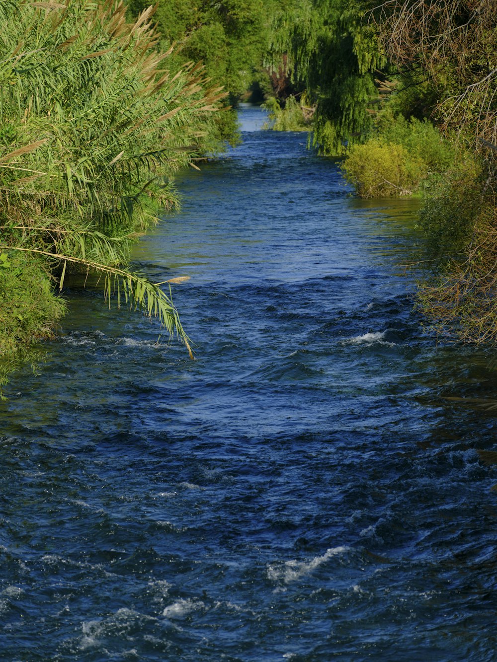 a river running through a lush green forest