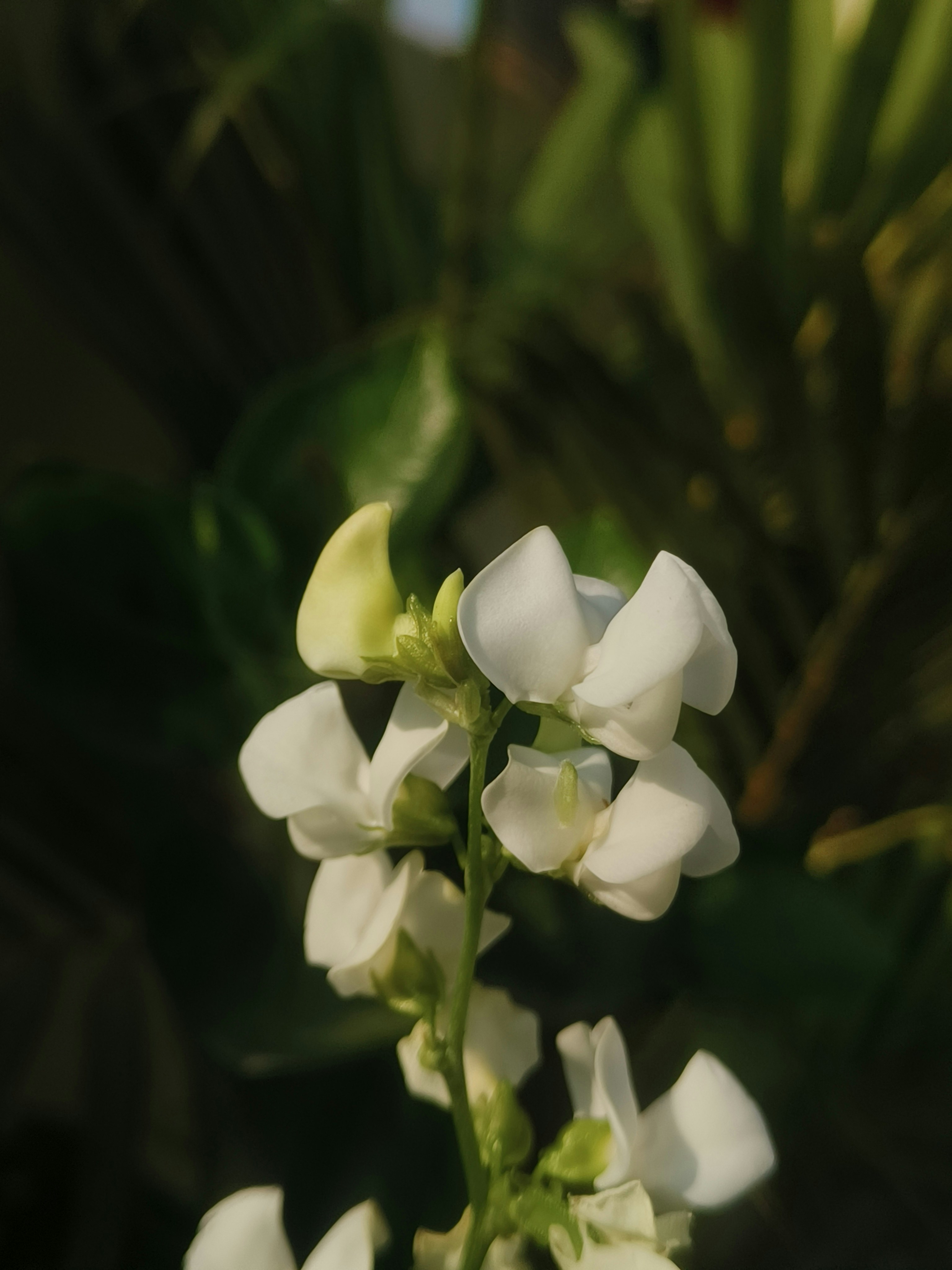 Photo by bhupathi_
