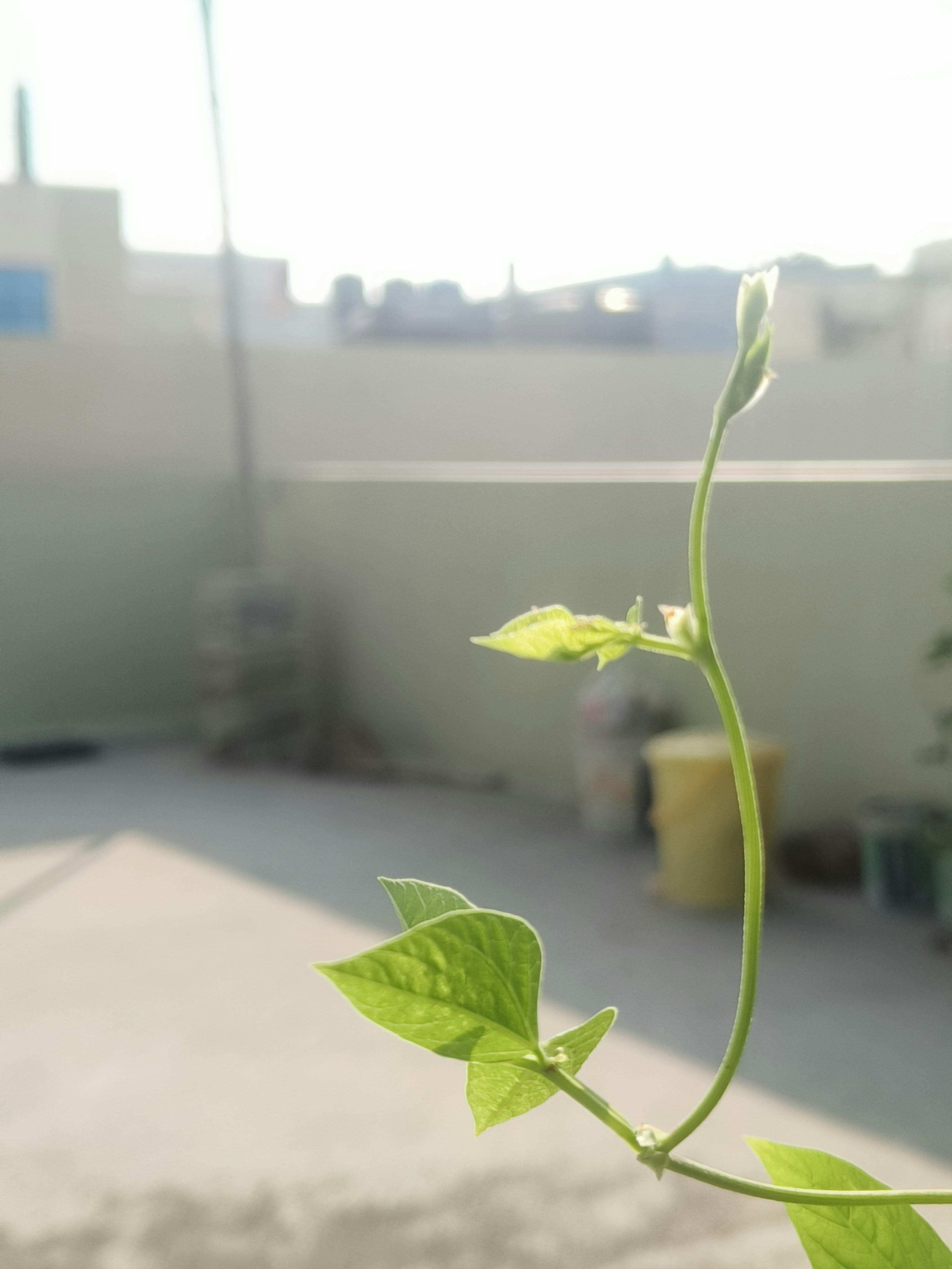 eine Pflanze mit grünen Blättern vor einem Gebäude