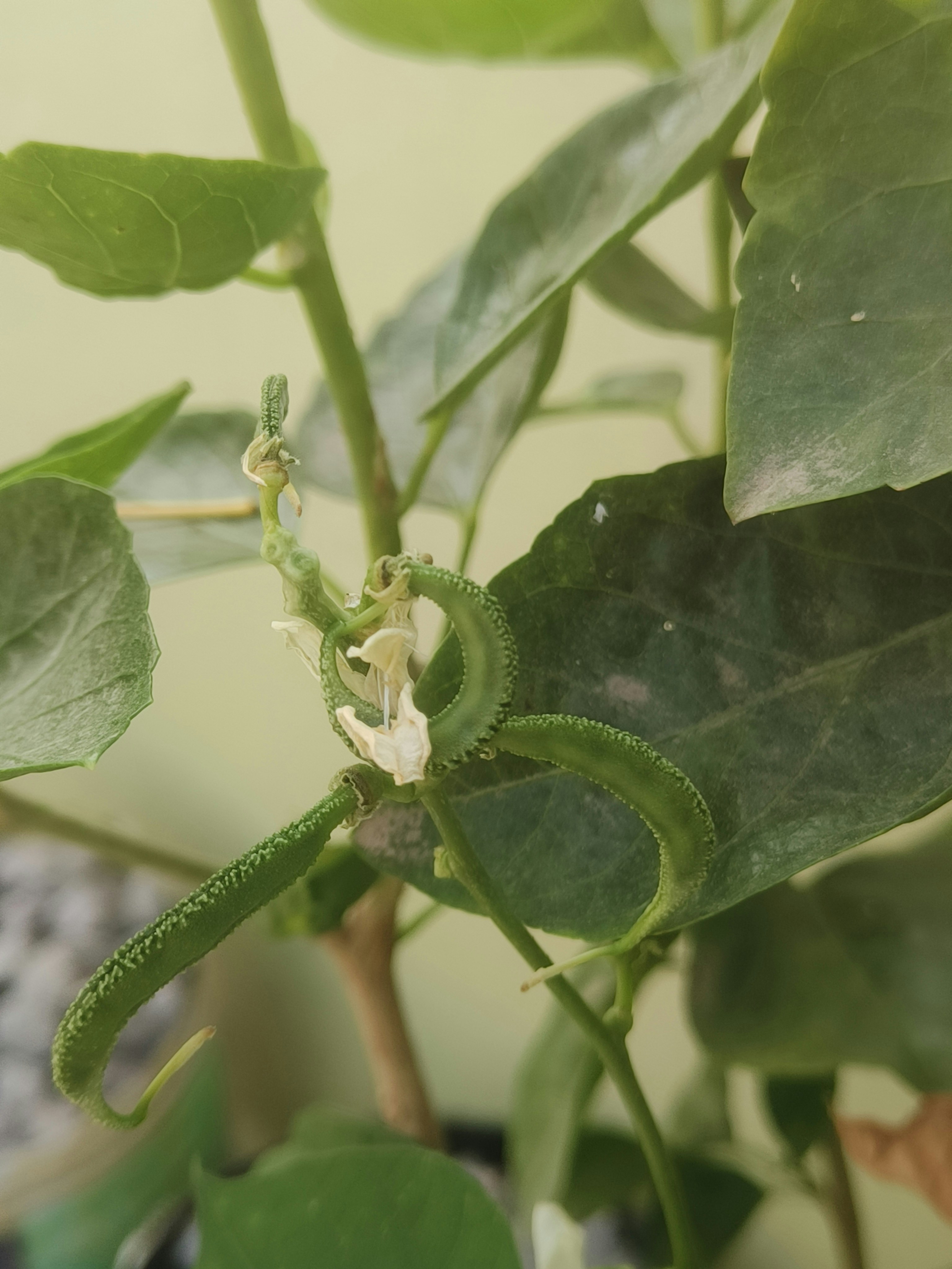 Un primer plano de una planta con hojas verdes