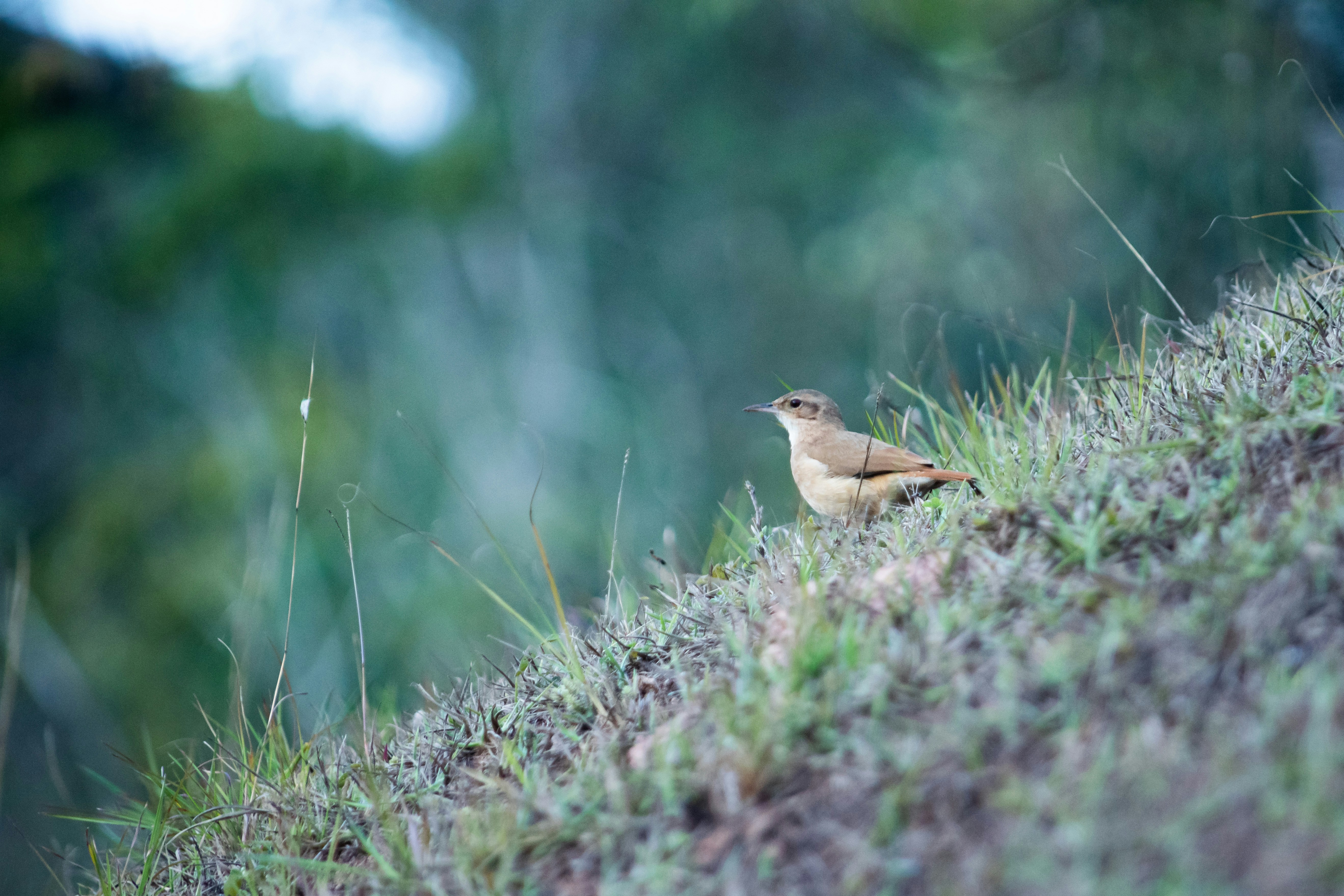 un petit oiseau assis au sommet d’une colline couverte d’herbe
