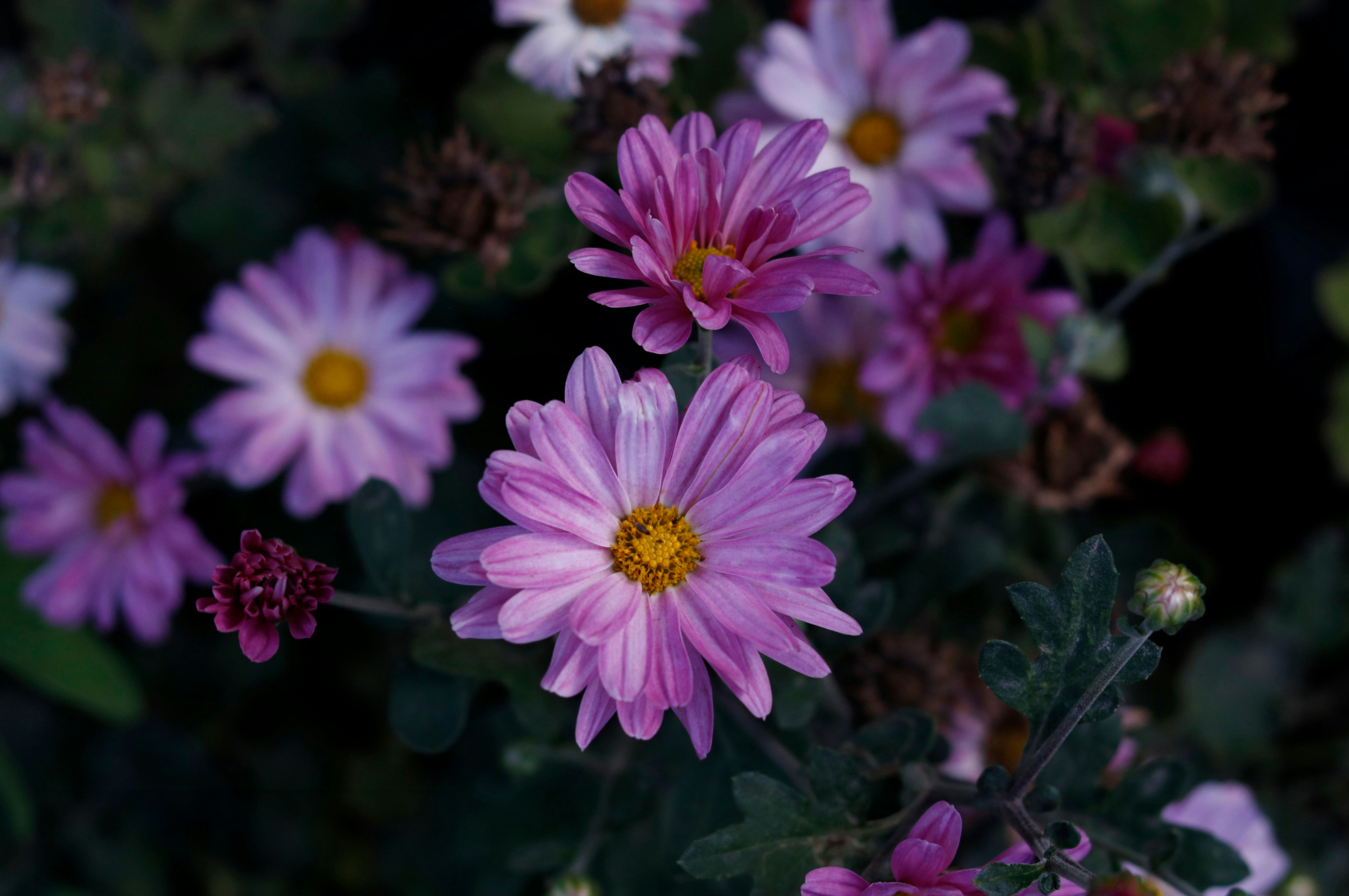 Photo by ammarmahmood