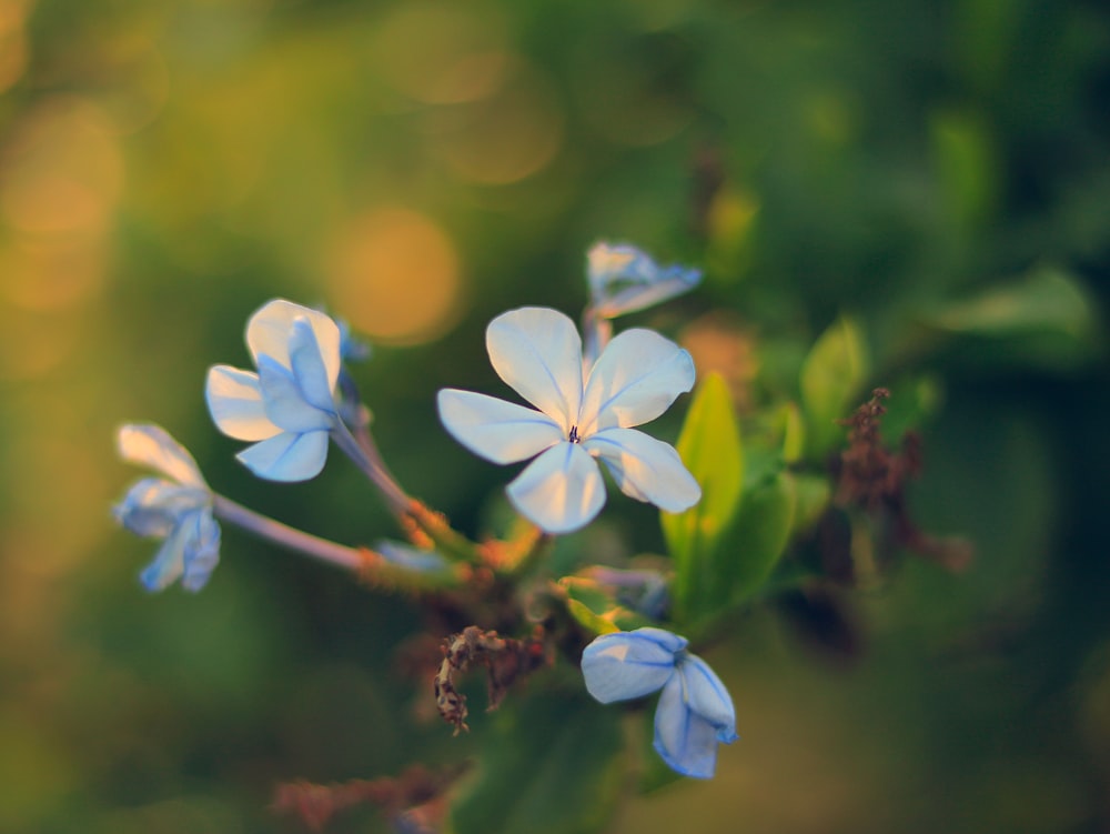 a close up of some blue flowers on a plant