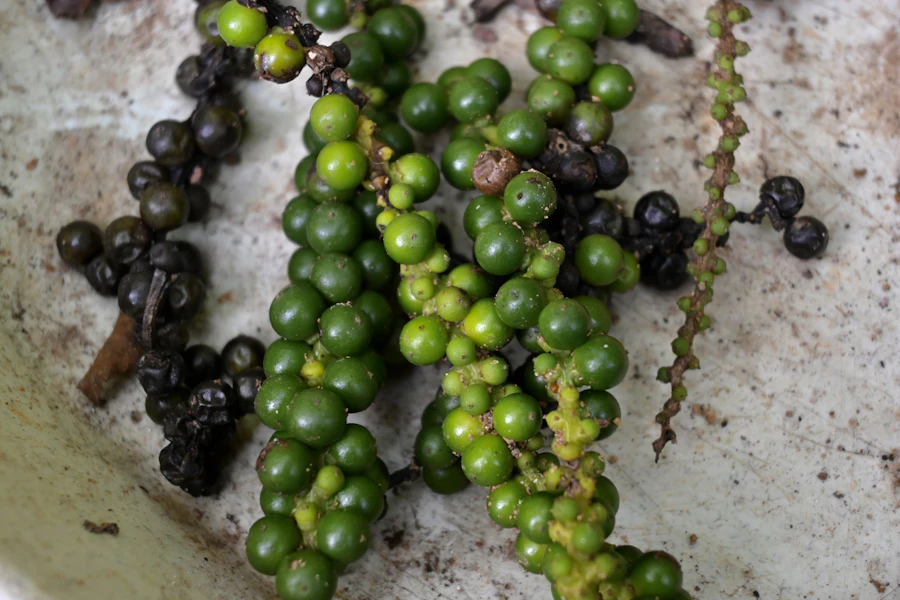 Green pepper berries growing on the vine before harvest