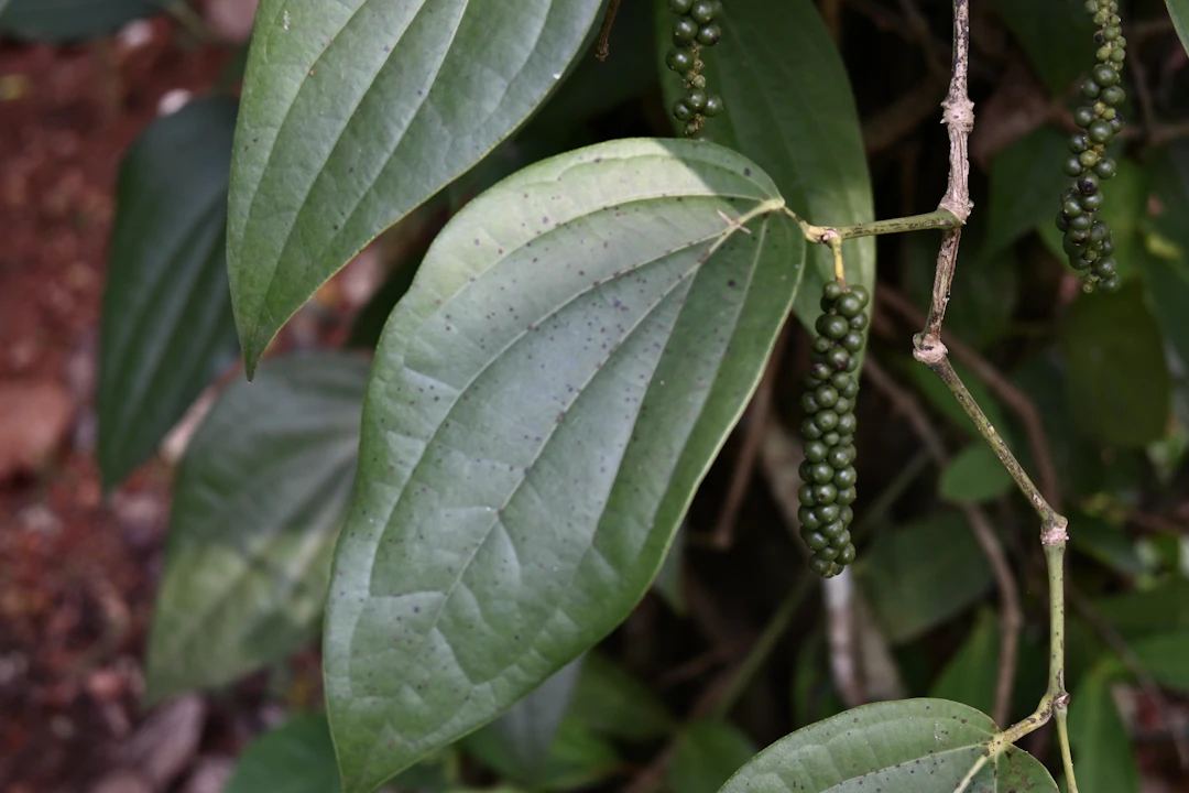 Long Pepper