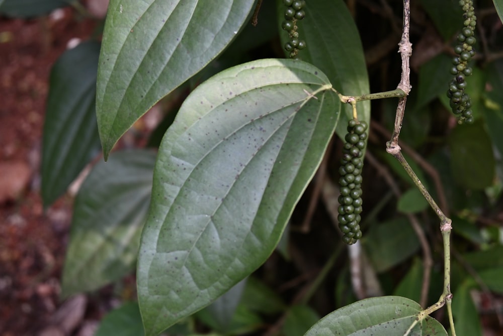 a close up of a green plant with leaves