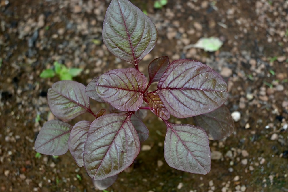 a close up of a plant on a dirt ground