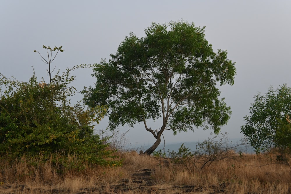 a lone tree in the middle of a field