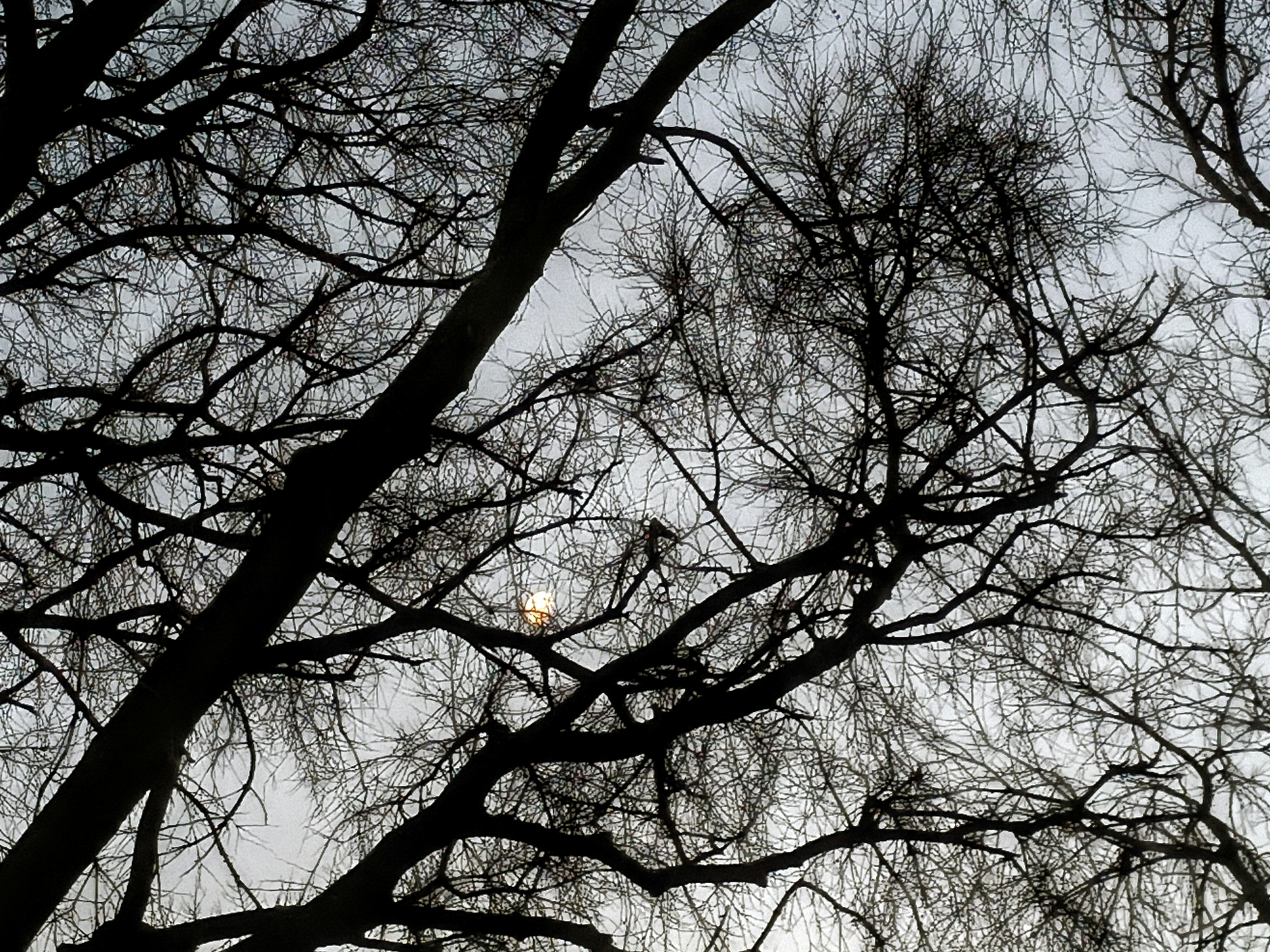 une vue complète de quelques arbres sans feuilles