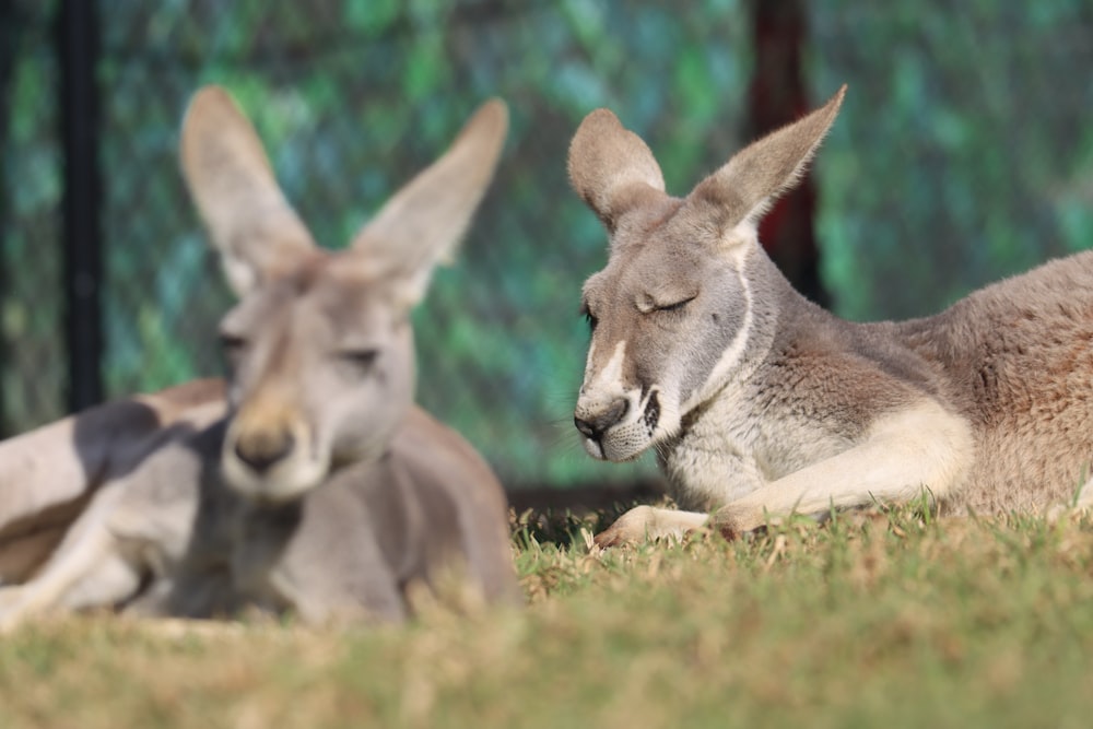 a couple of kangaroos laying on top of a grass covered field