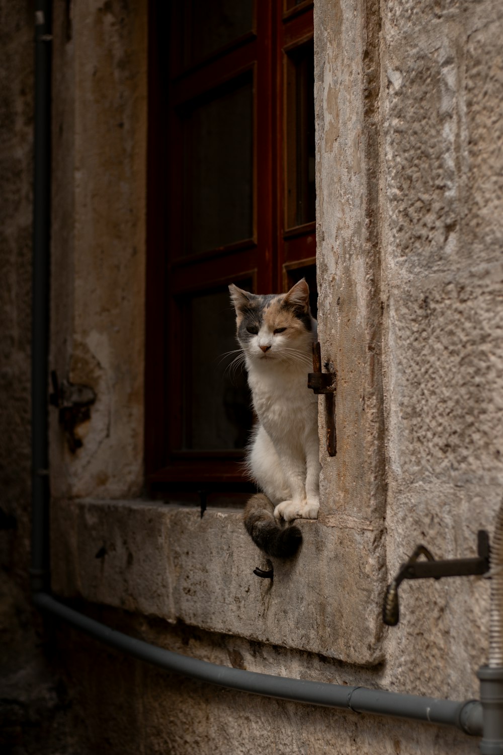 a cat that is sitting on a window sill