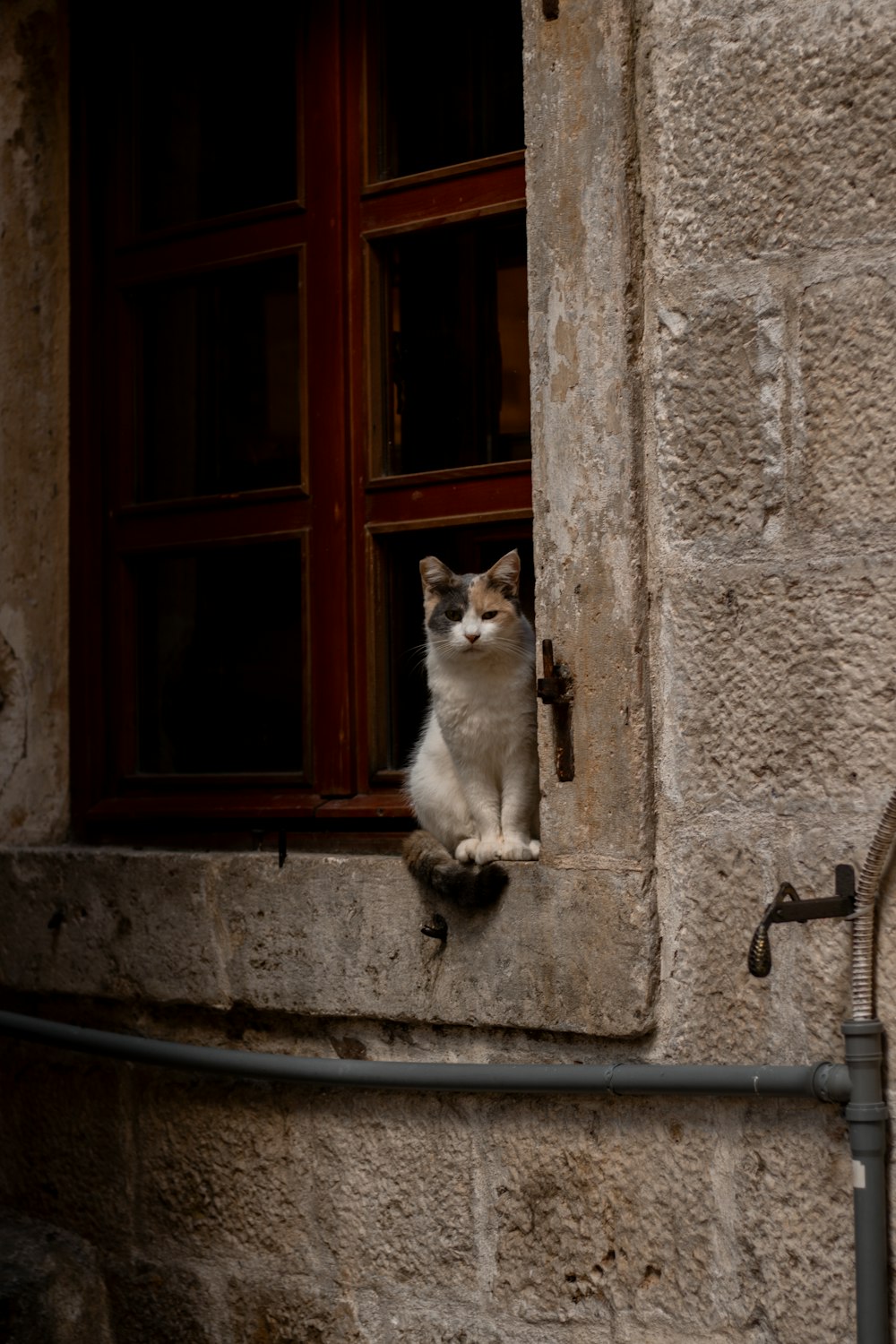 eine Katze sitzt auf einem Fensterbrett und schaut hinaus
