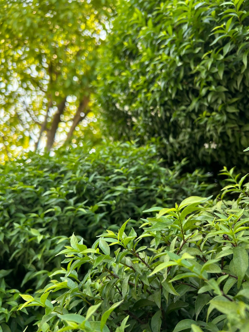 a bench sitting in the middle of a lush green forest