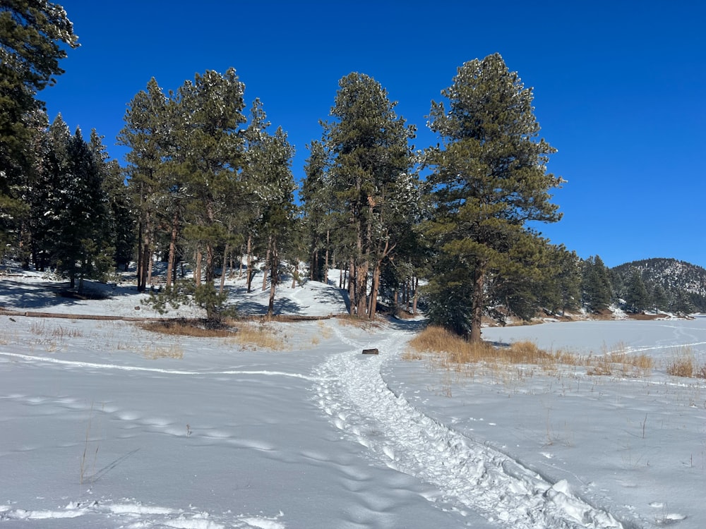 a snow covered field with a trail going through it