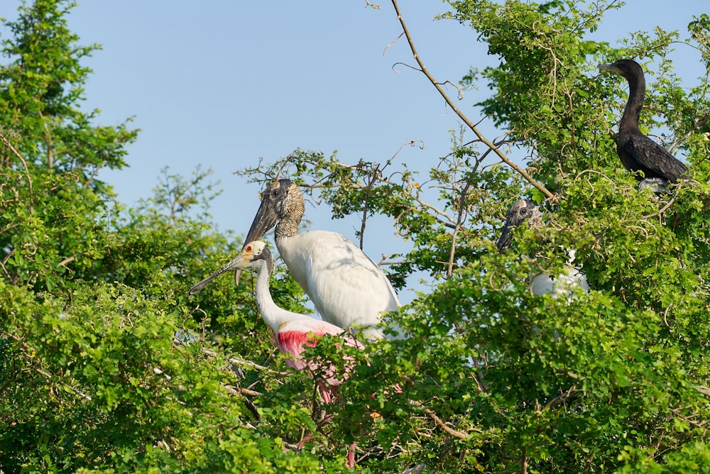 a couple of birds that are in a tree