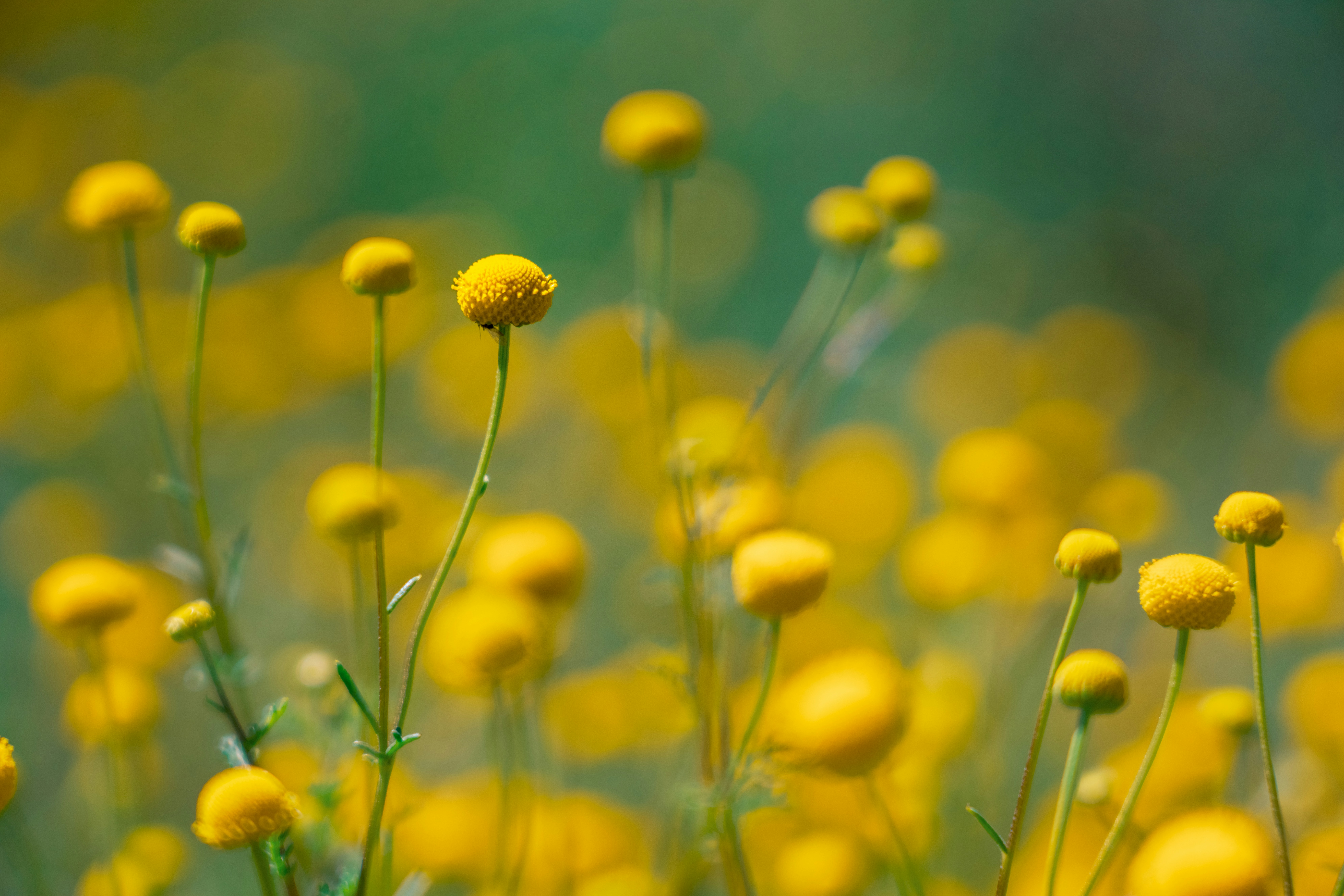 Photo by nicklarovere