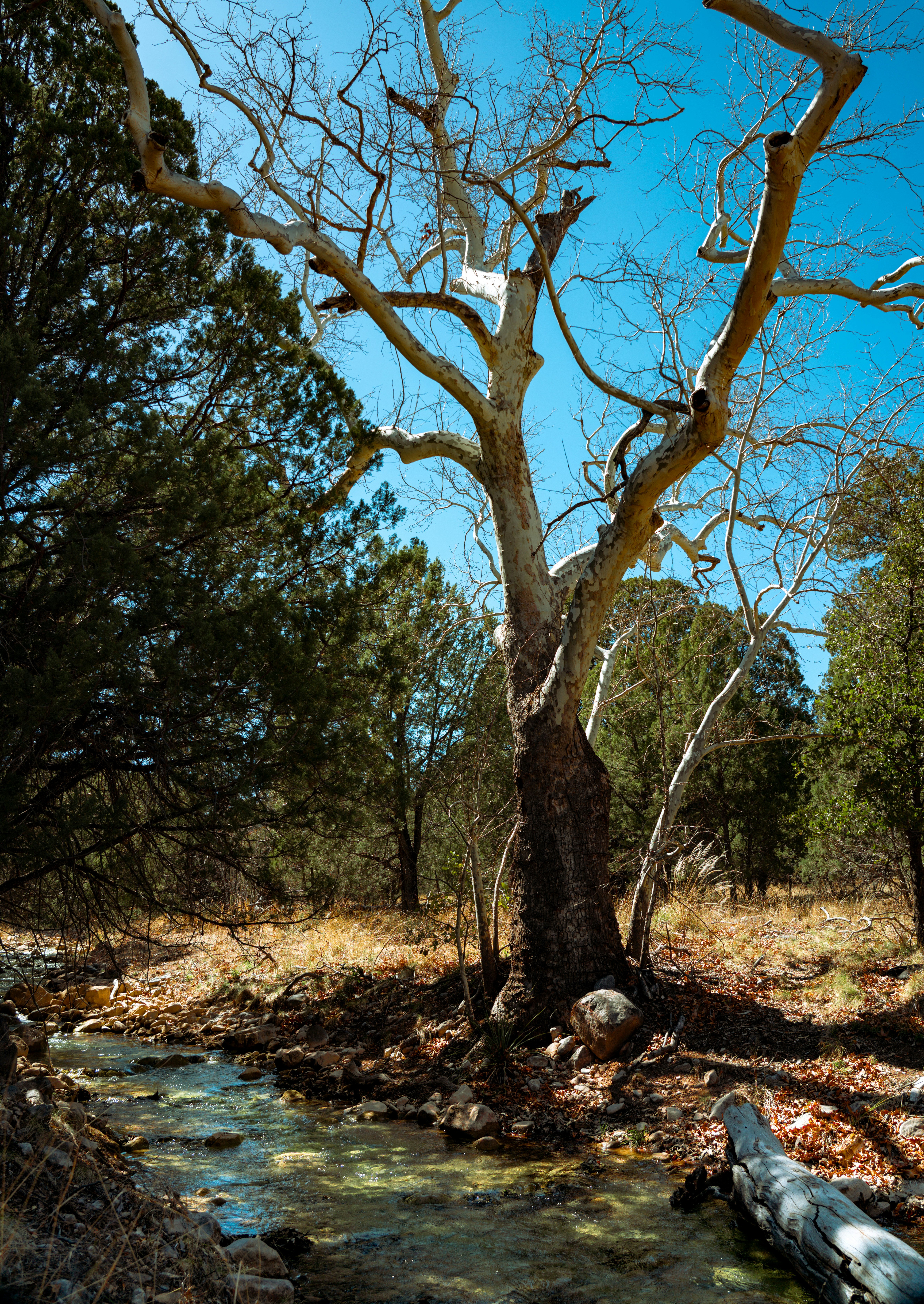 Photo by nicklarovere