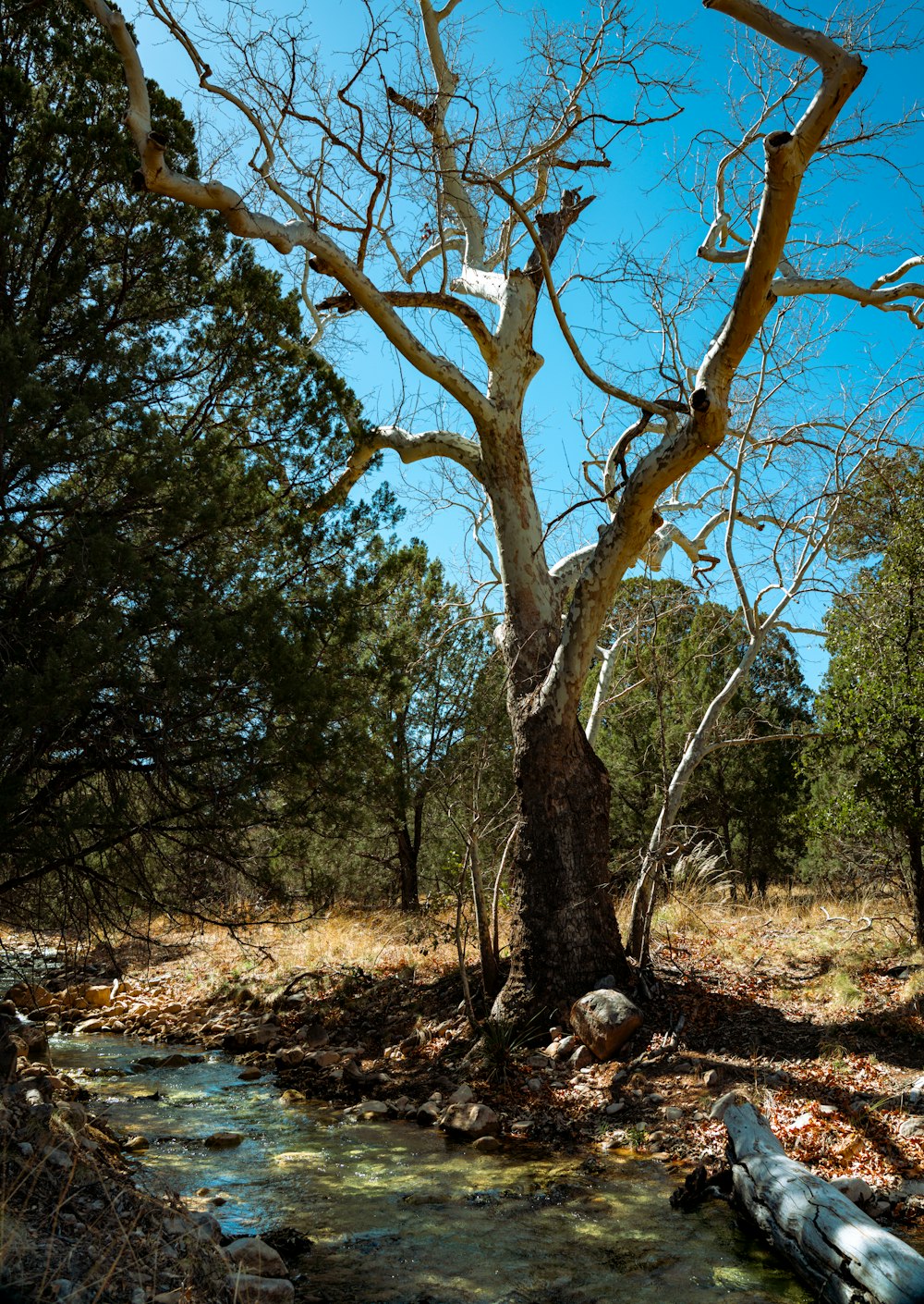 un arroyo que corre a través de un bosque lleno de árboles