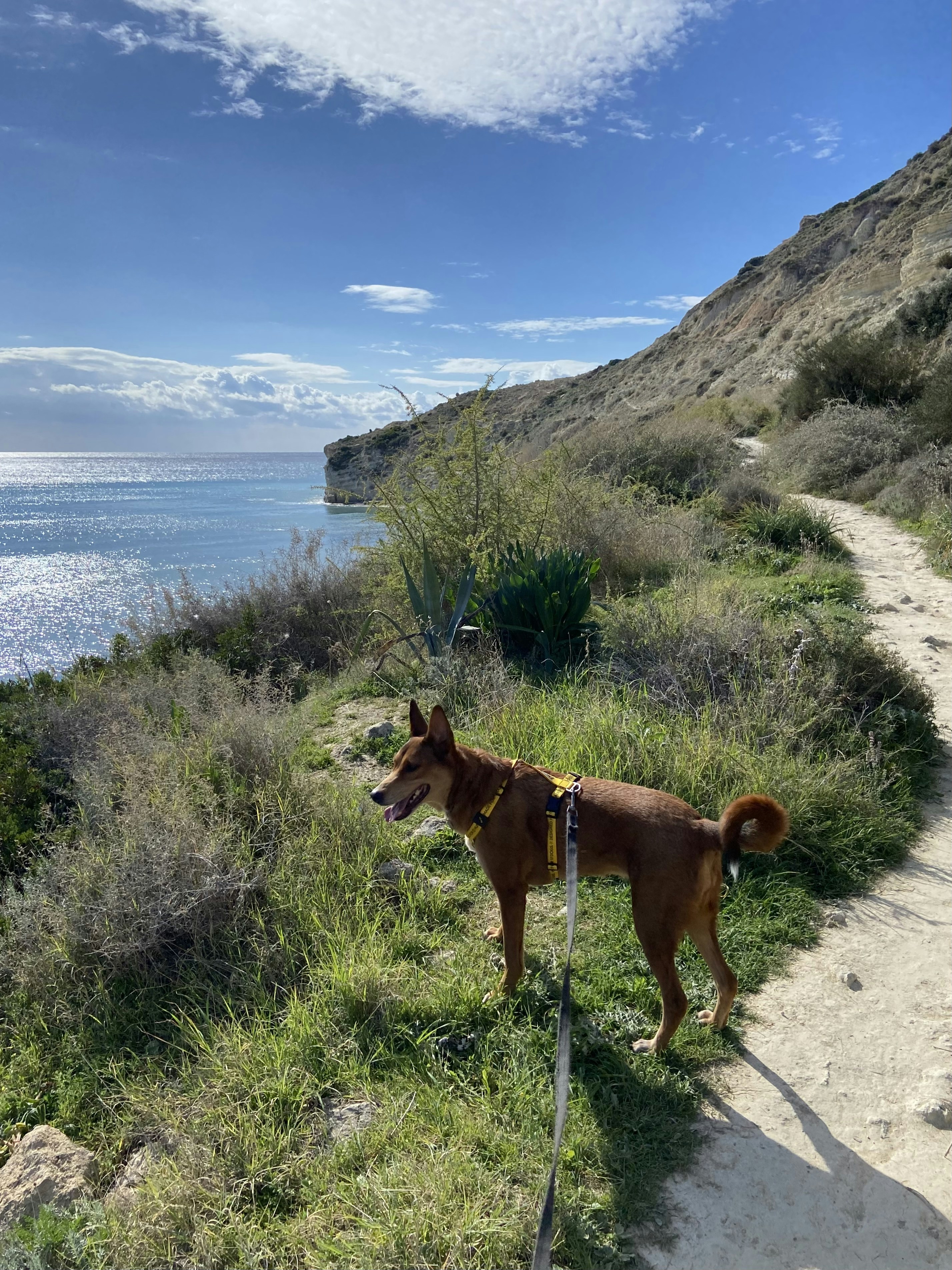 a brown dog standing on top of a lush green hillside