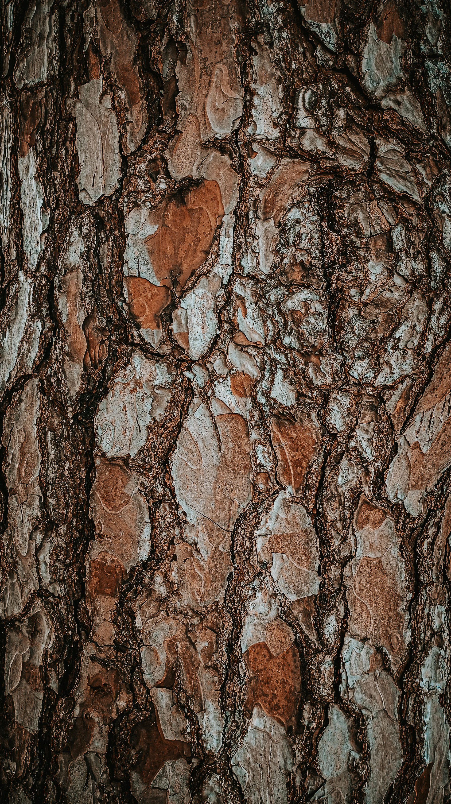 the bark of a tree is brown and white