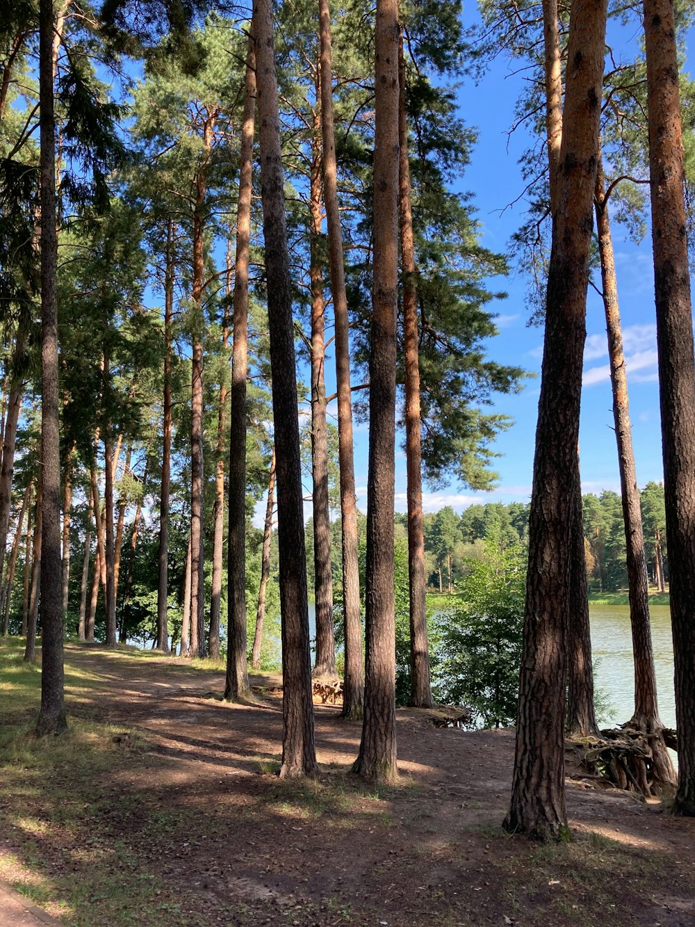 un sentiero nel bosco che porta ad un lago