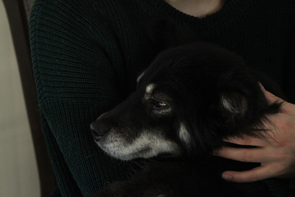 a person holding a dog in their arms