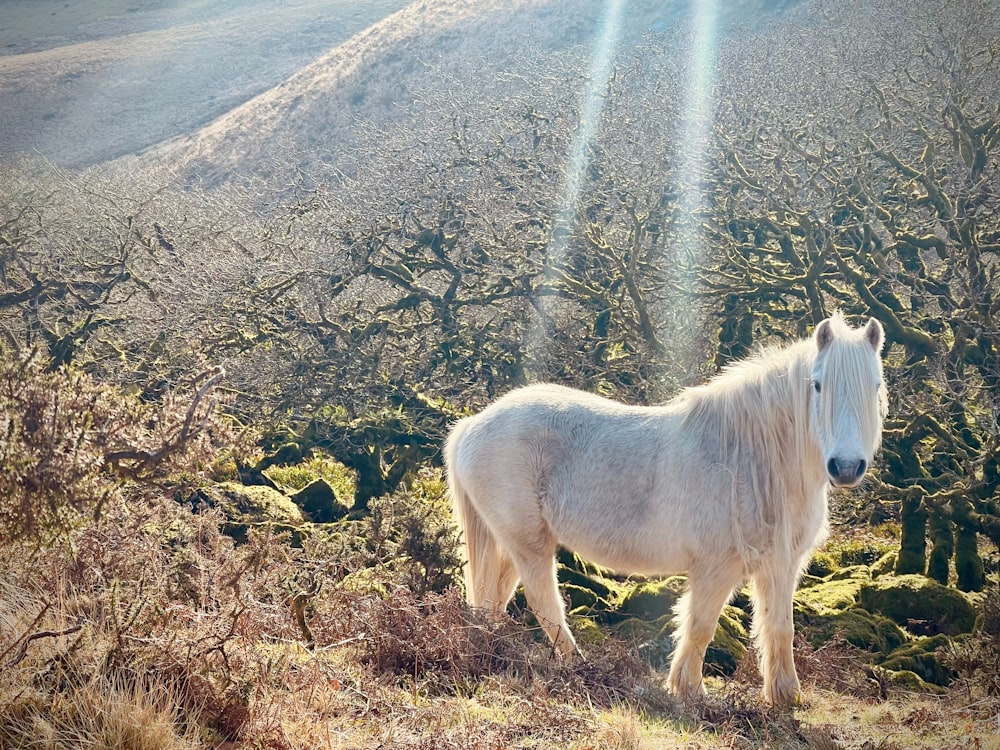 un cavallo bianco in piedi sulla cima di una collina coperta d'erba