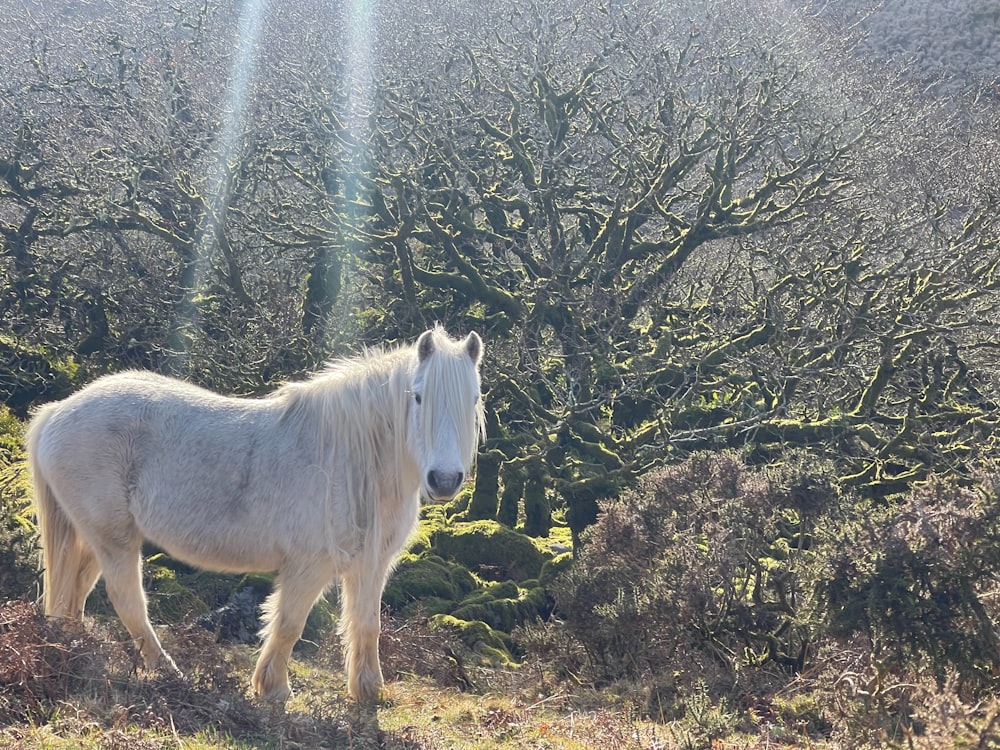 un caballo blanco parado en lo alto de un campo cubierto de hierba
