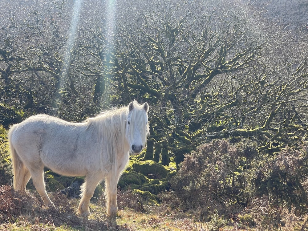 a white horse standing on top of a grass covered field