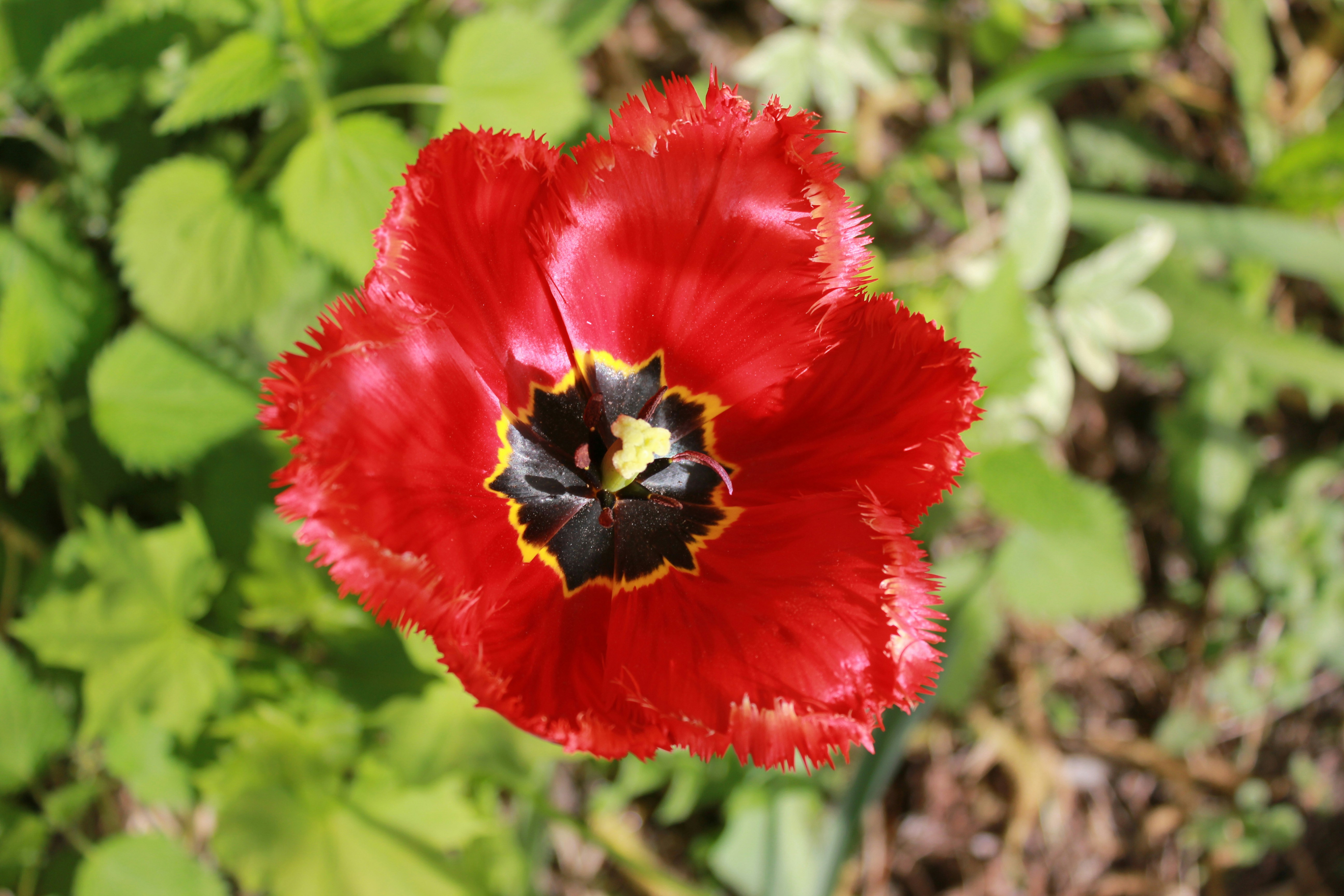 Photo by dareartworks