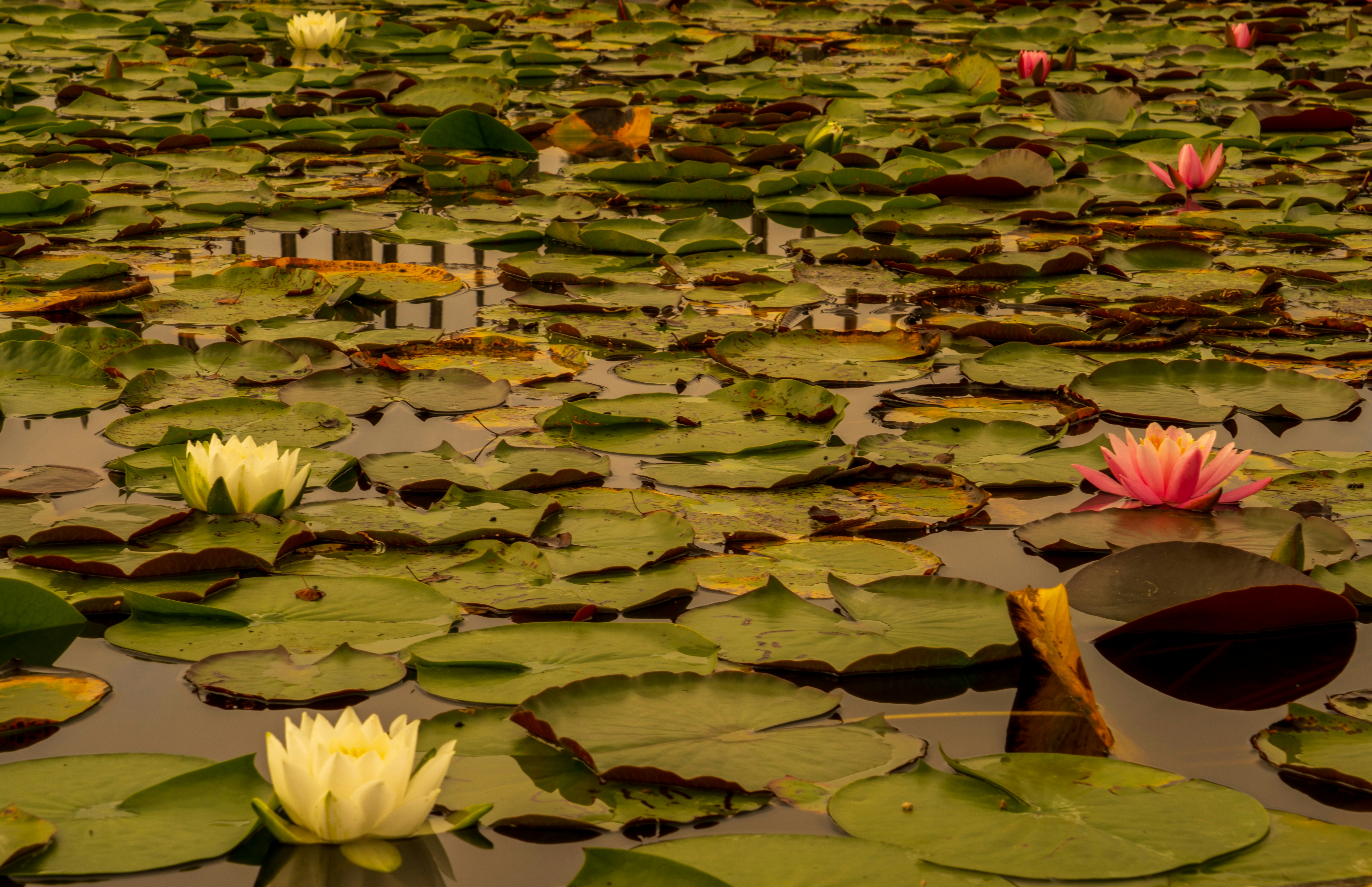 a pond filled with lots of water lilies