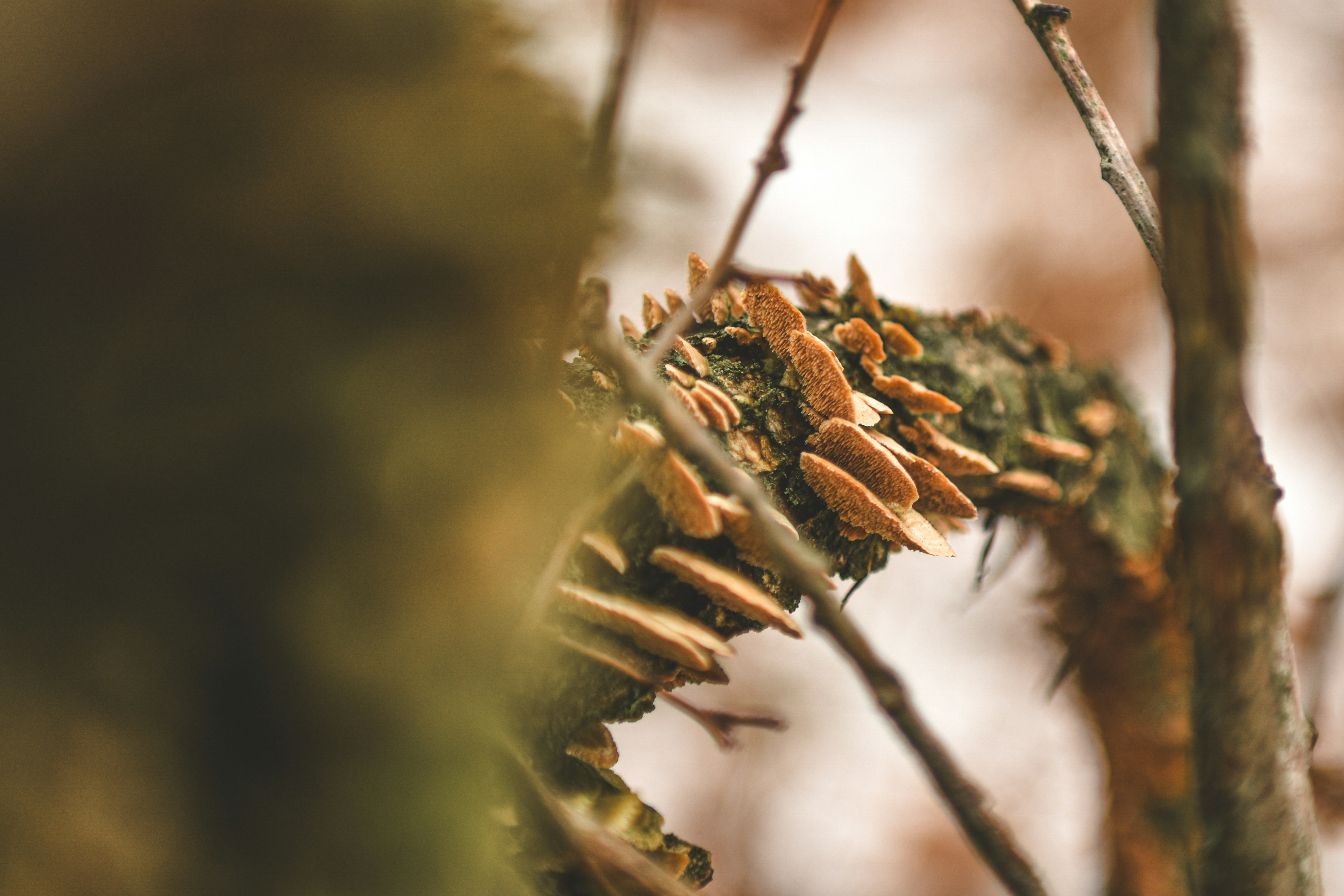 Photo by freefolkphoto