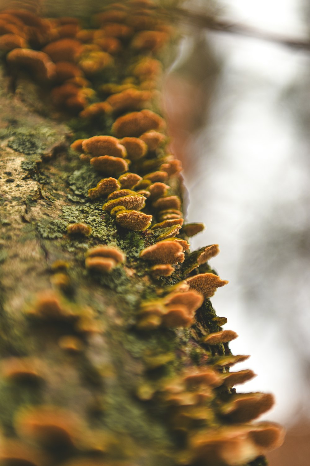 a close up of a tree trunk with many mushrooms growing on it