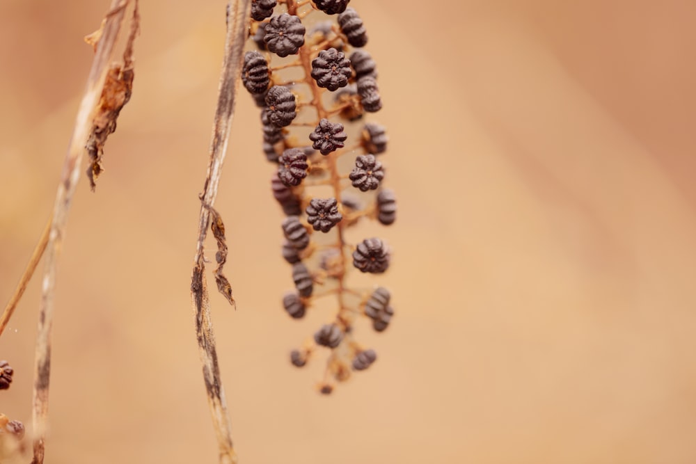a close up of a seed on a plant