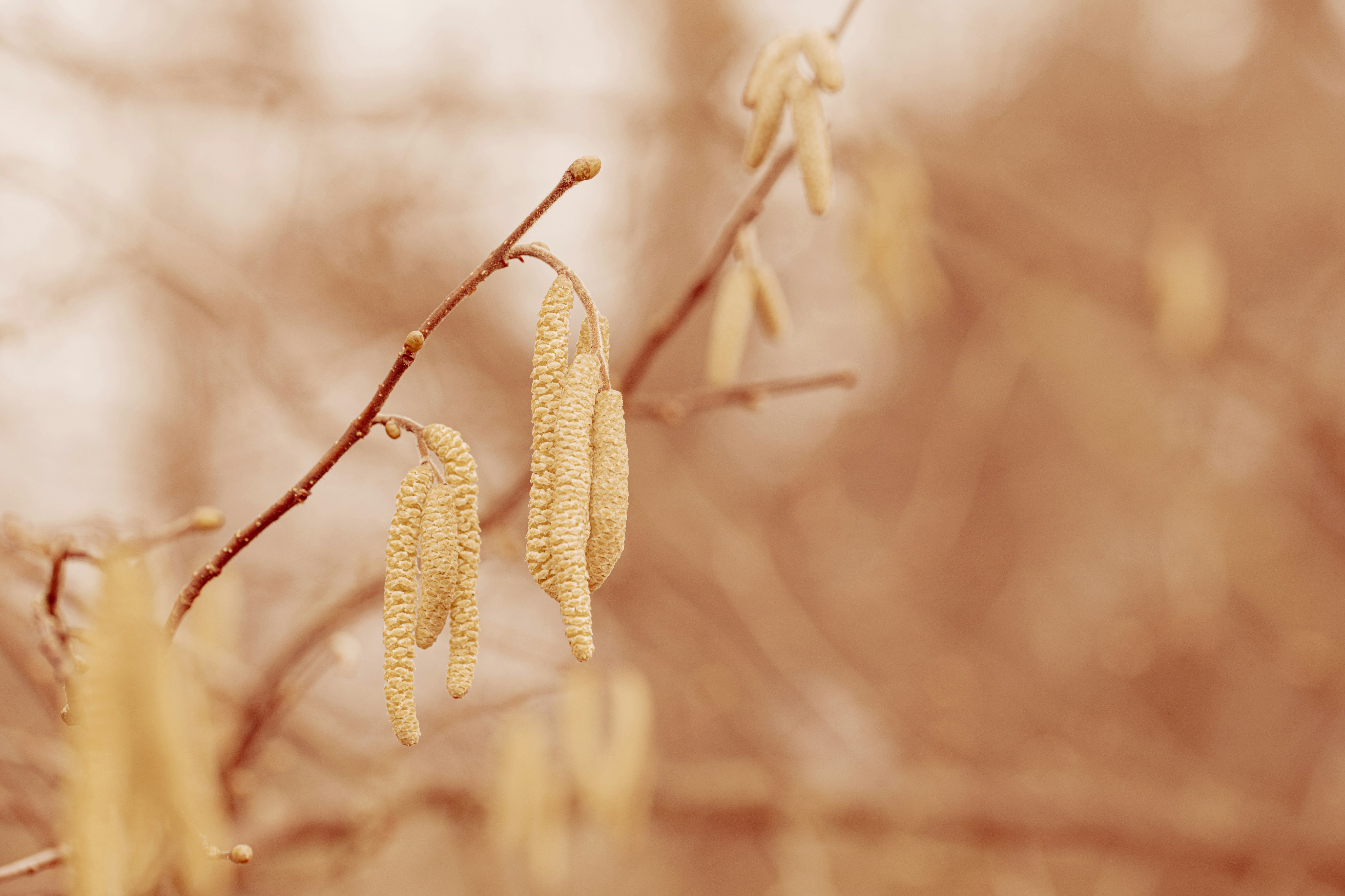 Photo by lauraadaiphoto