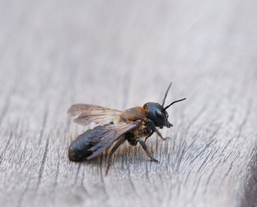a close up of a bee on a wooden surface