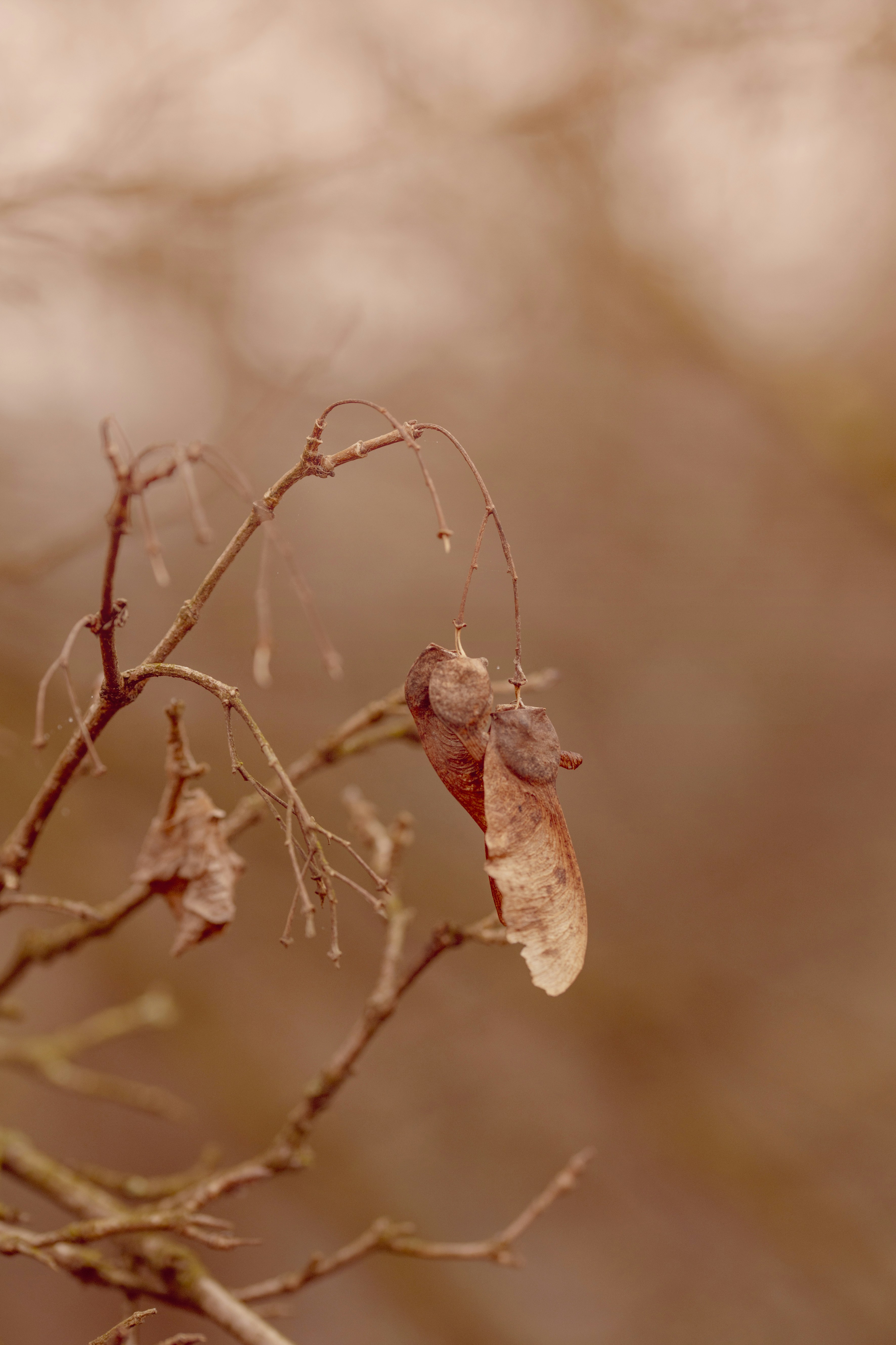 Photo by lauraadaiphoto