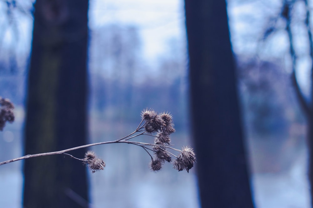 a close up of a tree branch with a body of water in the background